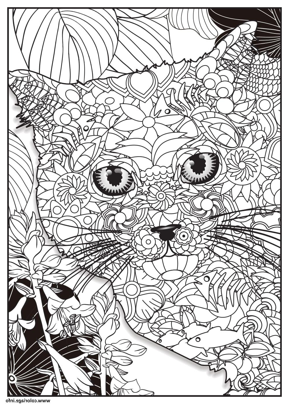 chat british shorthair adulte animaux coloriage