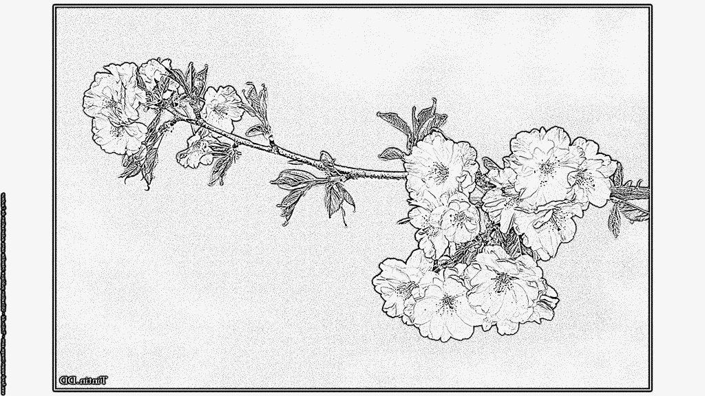fleur cerisier japonais dessin