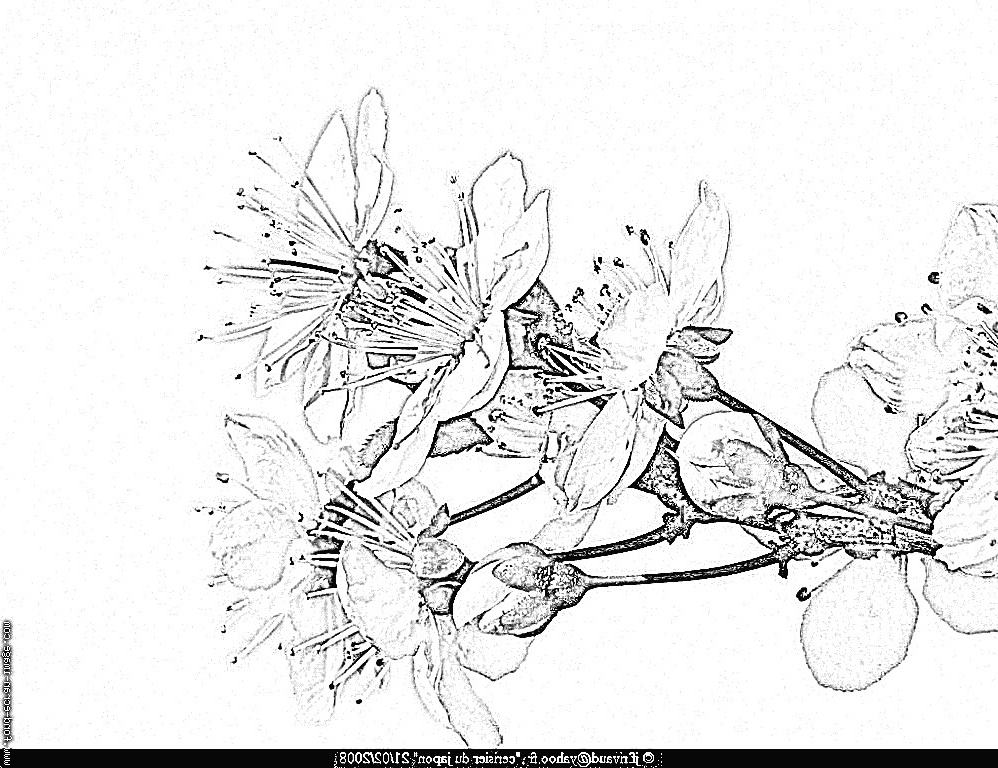 cerisier du japon dessin gallery avec et dessin cerisier japonais a imprimer 11 des dessin cerisier japonais a imprimer