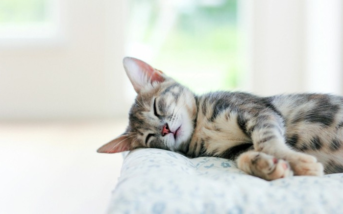 les images de chaton mignon qui vont vous donner un grand sourire