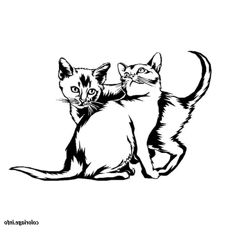 chaton et chat coloriage 2197