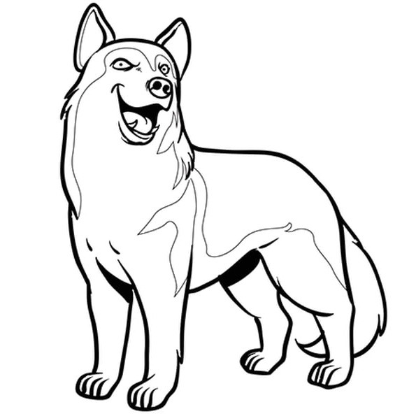 chien husky coloriage