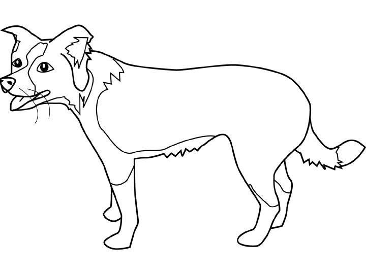 coloriage chien border collie