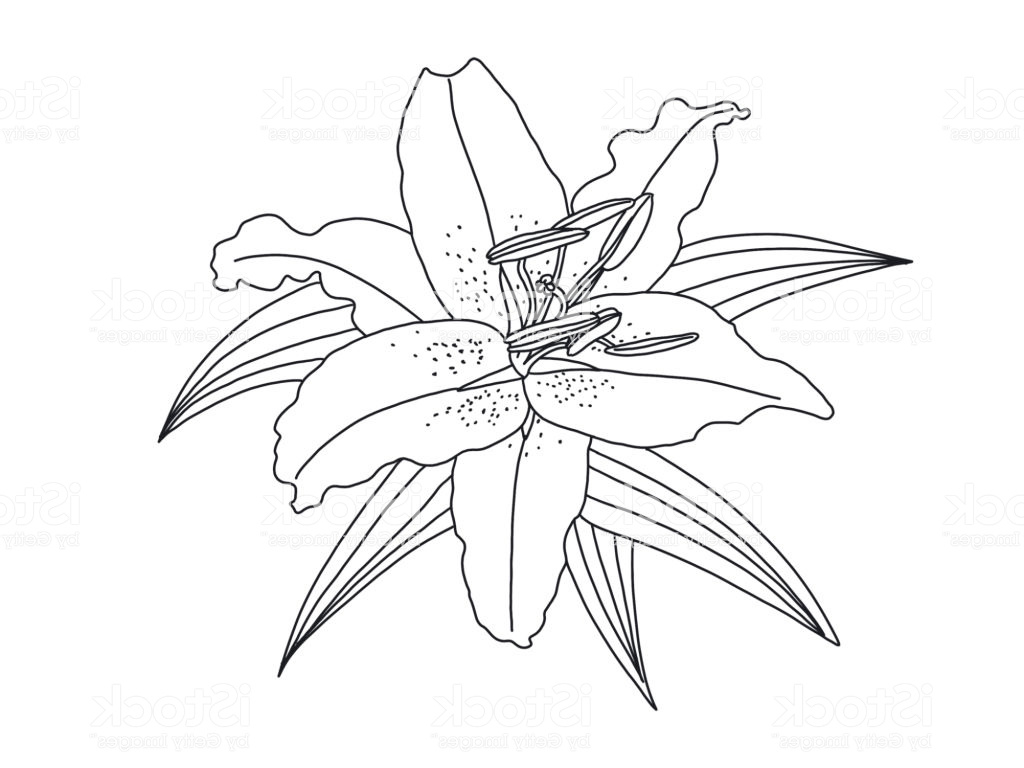 dessin de fleur de lys isolé sur fond blanc illustration gm