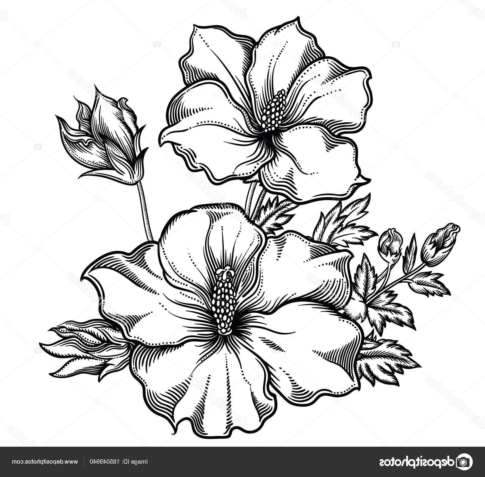 stock illustration blooming exotic flowers detailed hand