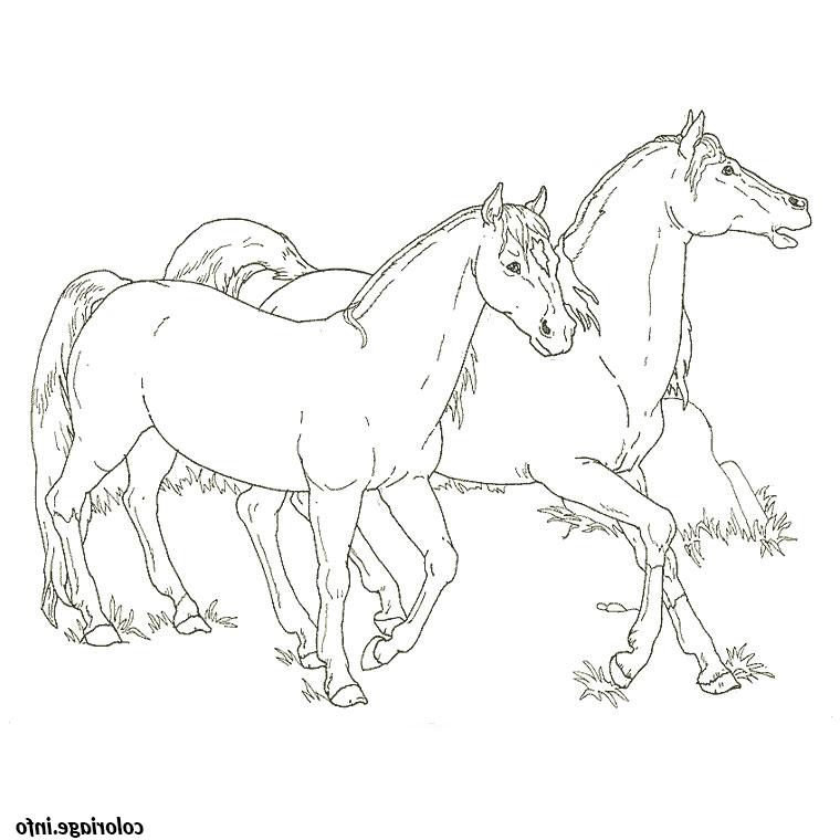 cheval et poulain coloriage 296