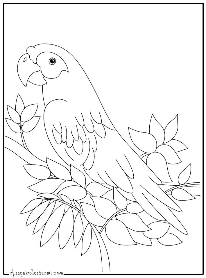 coloriage a dessiner perroquet rio