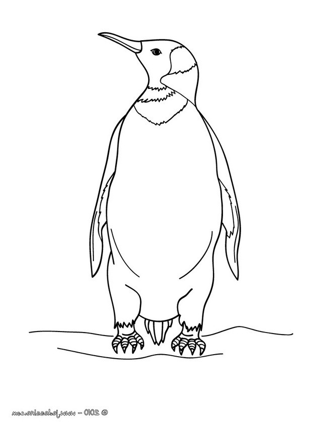 coloriage d un pingouin