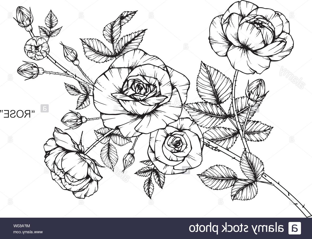fleur rose dimensions illustration noir et blanc avec dessin au trait sur fonds blancs image