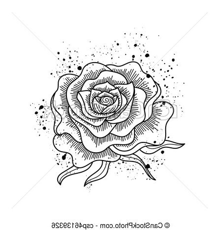 Rose Noir Et Blanc Dessin Cool Photos Fleur Rose Isolé