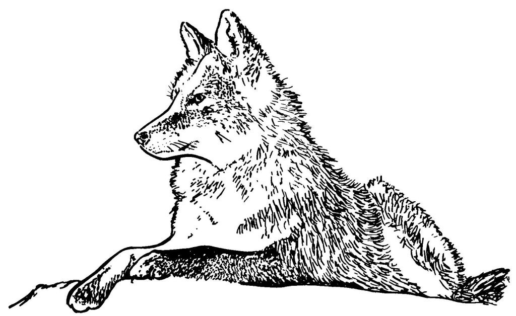 idata over blog 0 04 43 94 dessins coloriages animaux 013 loup