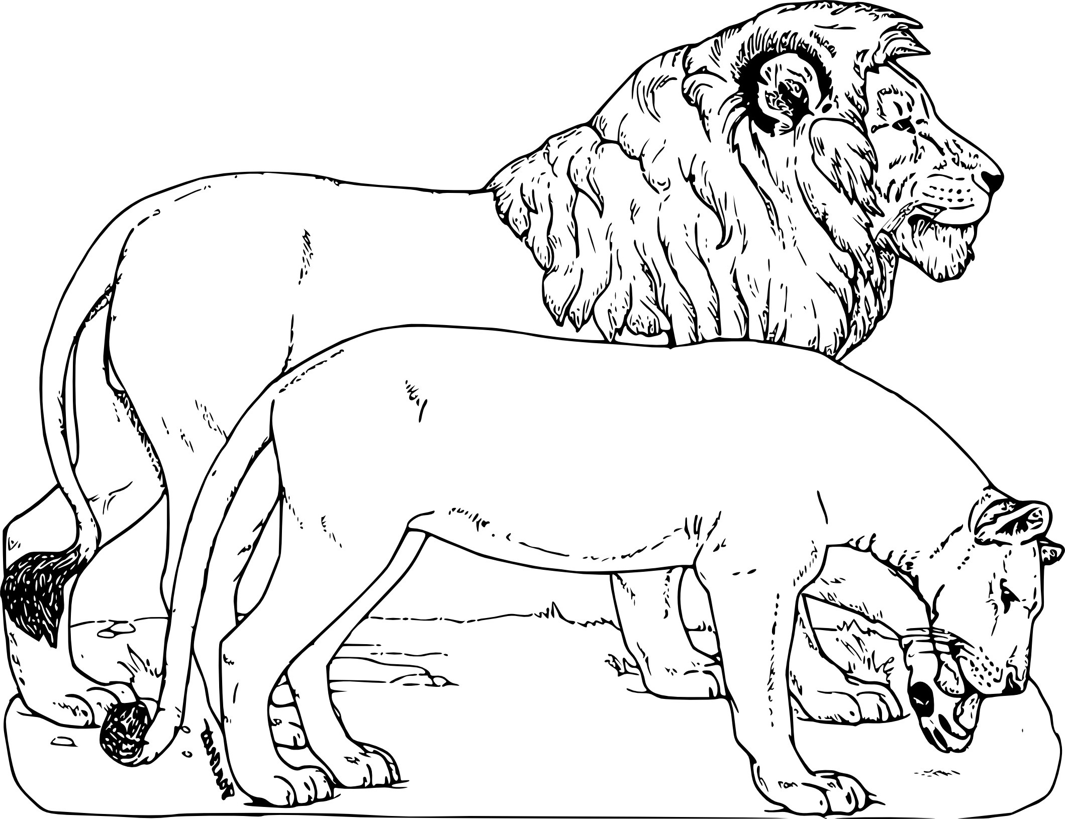 coloriage animaux sauvages lion