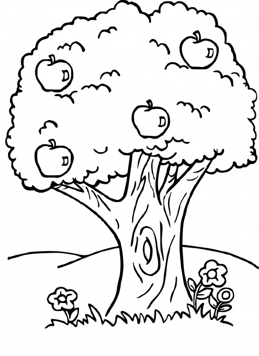 arbre fruitier dessin