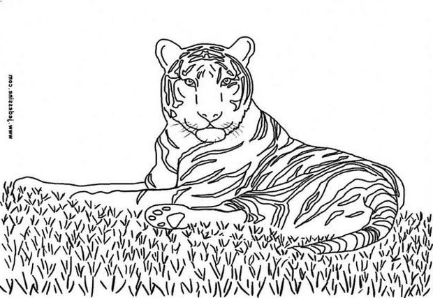 coloriage d un tigre