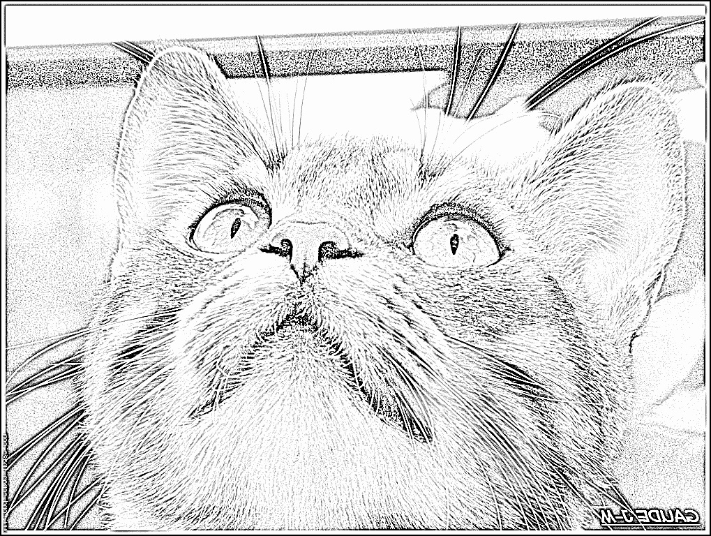 coloriage chat a imprimer le meilleur de coloriage chaton 2305 imprimer pour les enfants dessin dessins de