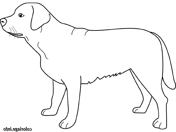 dessin chien labrador coloriage dessin 8272