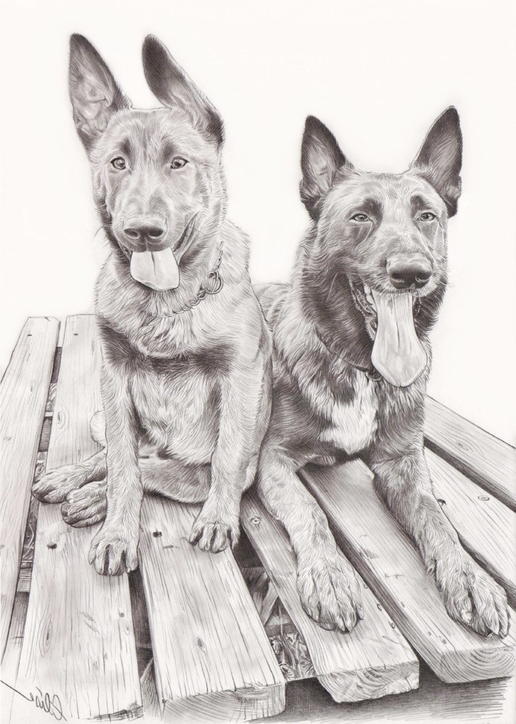 portrait dessin d apres photo de deux chiens malinois en noir et blanc