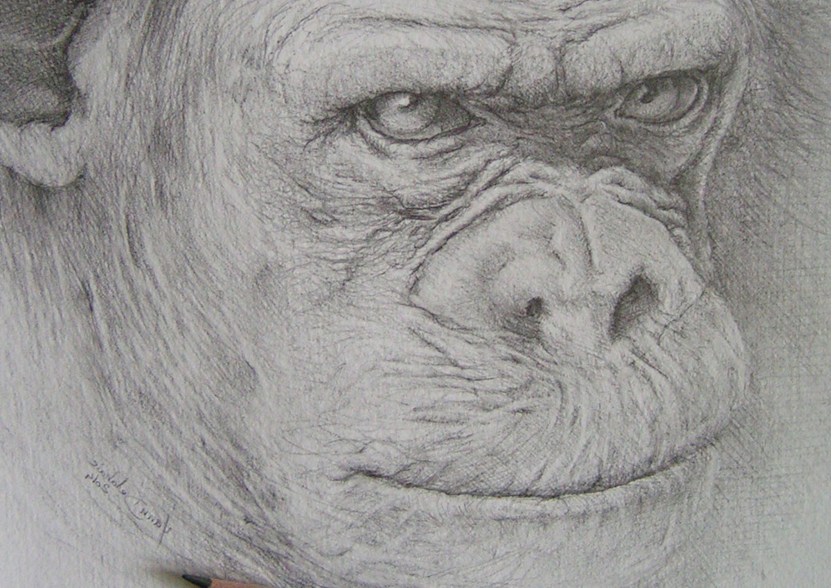 chimpanze crayon a4