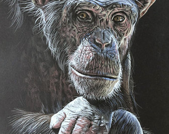 chimpanze dessin pastel sur papier noir