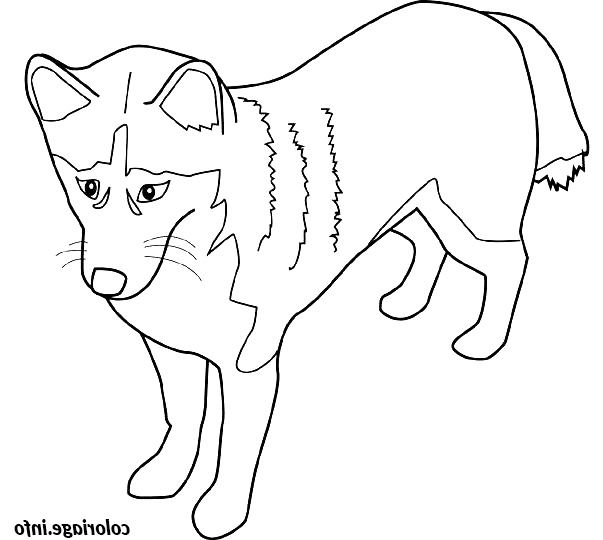 dessin chien alaskan husky coloriage 8276