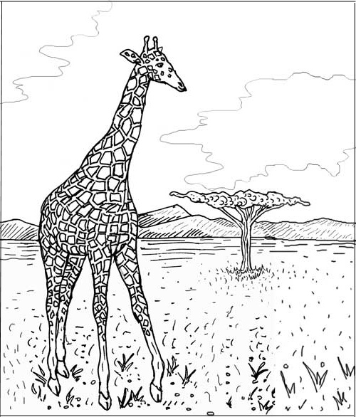 dessin girafe 10