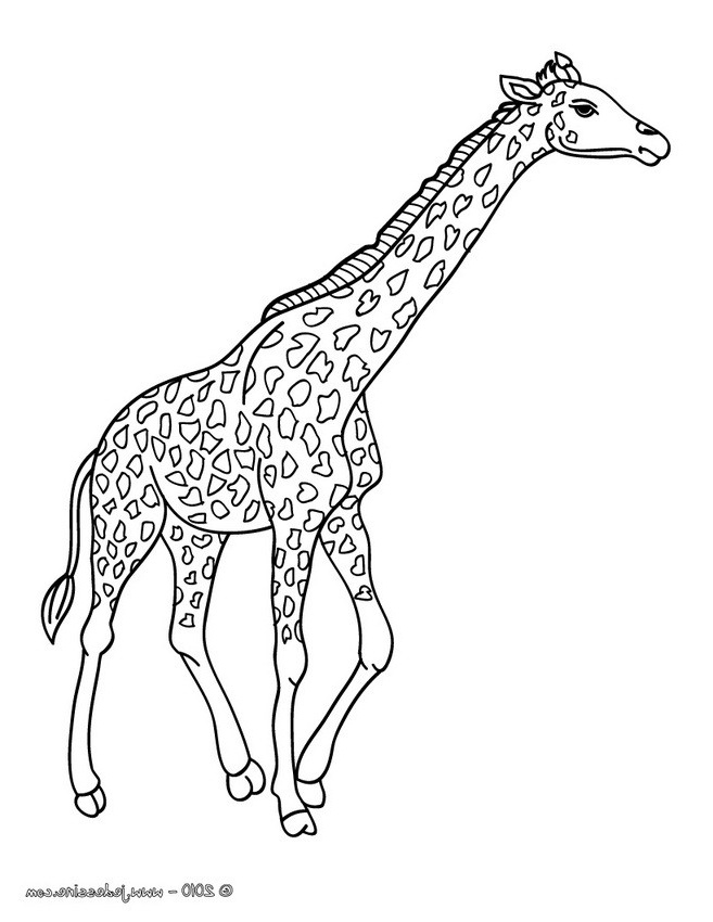 coloriage d une girafe dans la savane