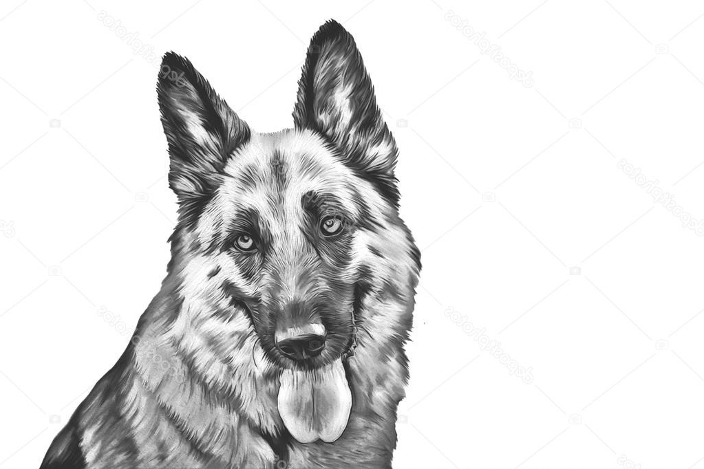 stock photo drawing of the dog german