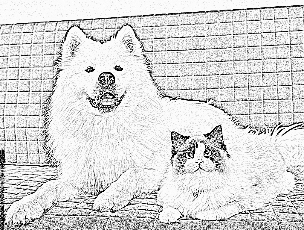 coloriage chien samoyede et chat ragdoll couches chat ragdoll