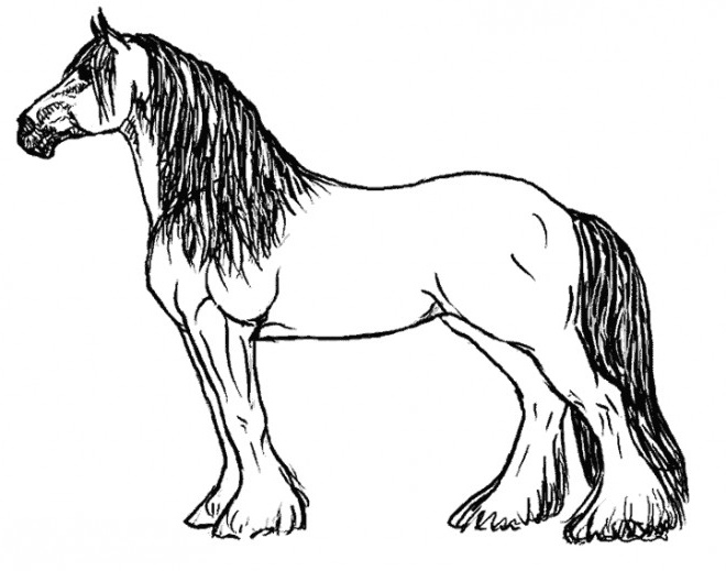 cheval de trait ardennais 1069