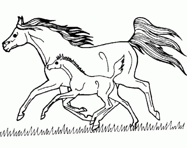 cheval et poulain au galop 1129