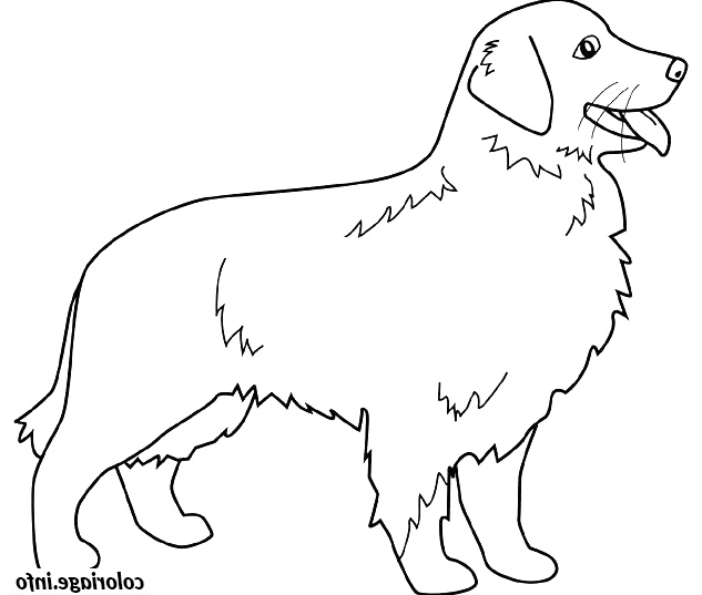 dessin chien golden retriever coloriage 8277