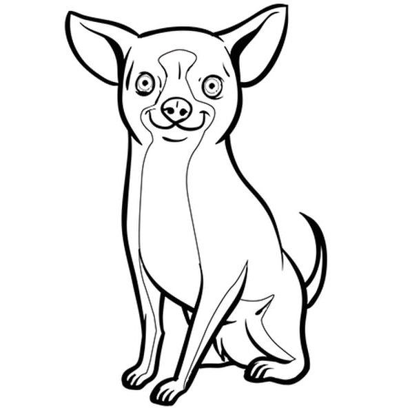 chien chihuahua coloriage