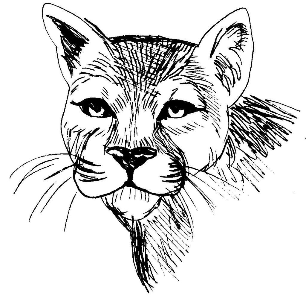 dessin coloriage animal tete de felin cougar education