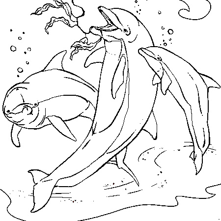 dessin de dauphin en couleur