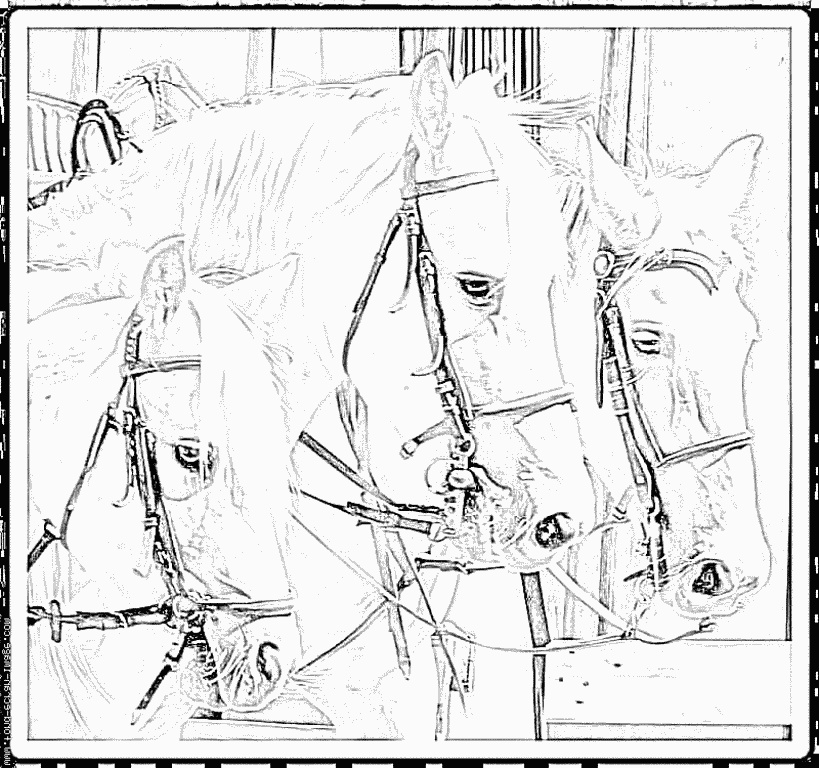 coloriage trois chevaux camarguais cheval