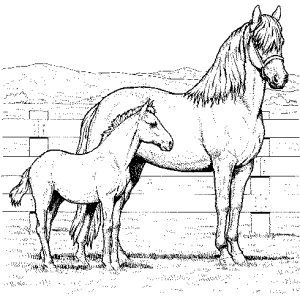 caballos para colorear pintar e imprimir