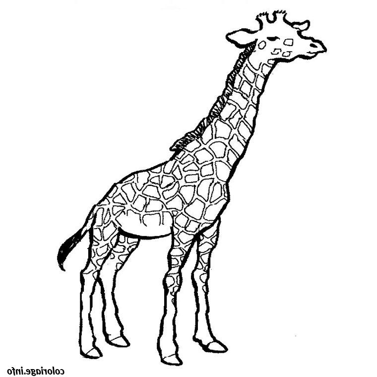 girafe coloriage dessin