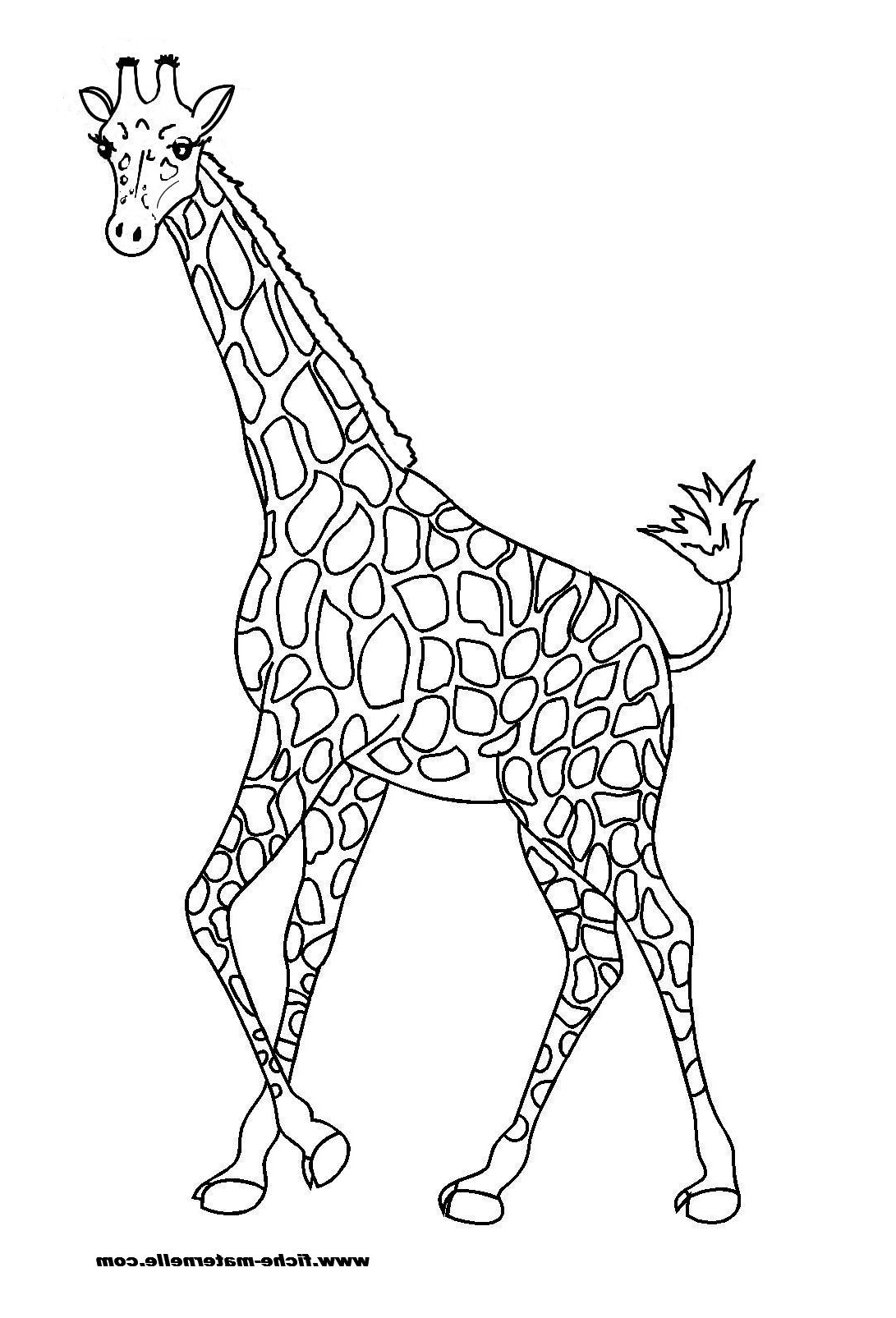dessins gratuits a colorier coloriage girafe a imprimer pour dessin girafe simple