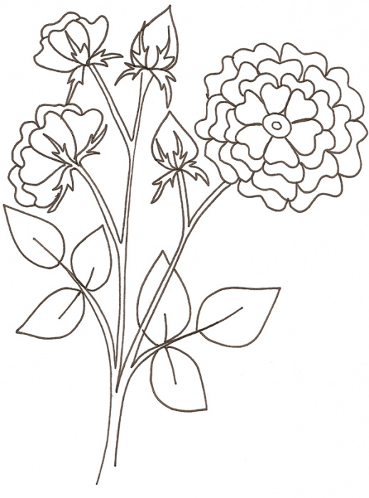 apprendre a dessiner un hortensia