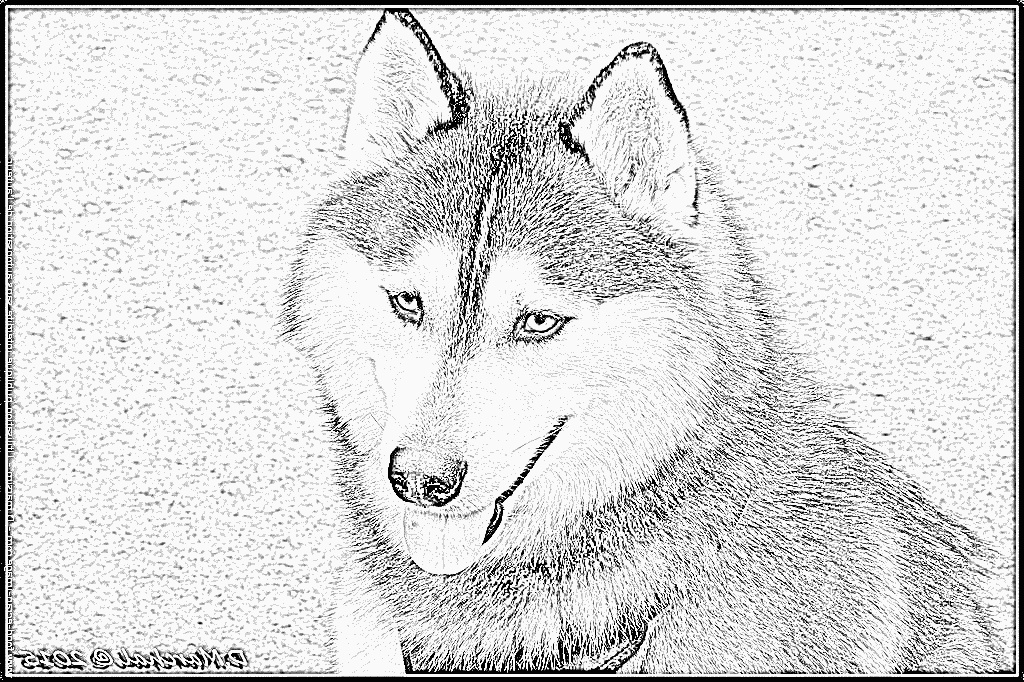 coloriage huski 041 1280 chien husky