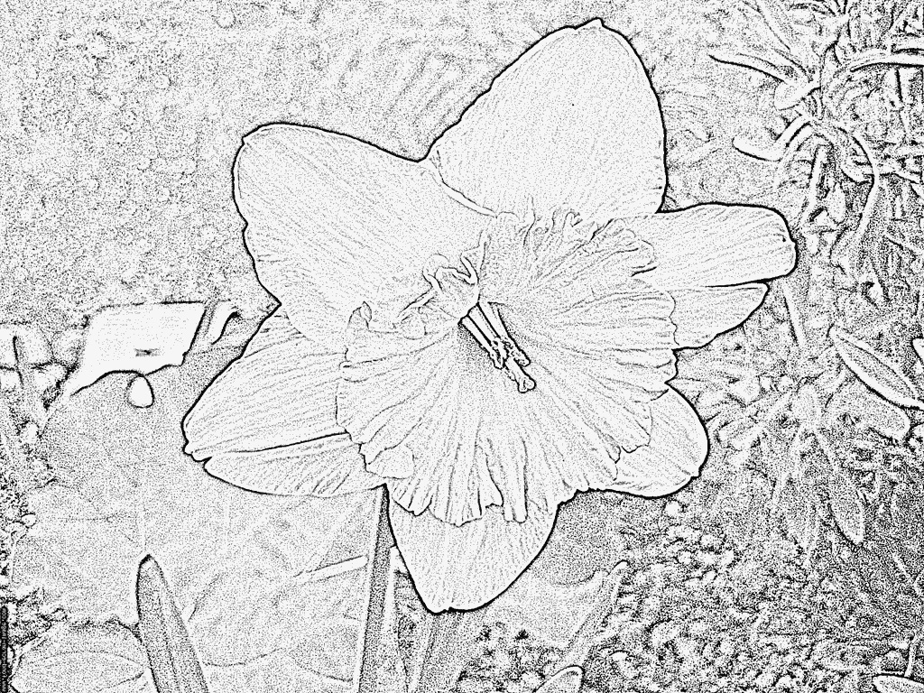 coloriage jonquille fleur narcisse