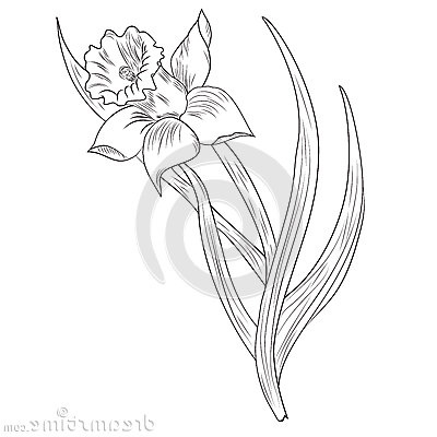 stock illustration daffodil flower narcissus isolated white vector illustration background image