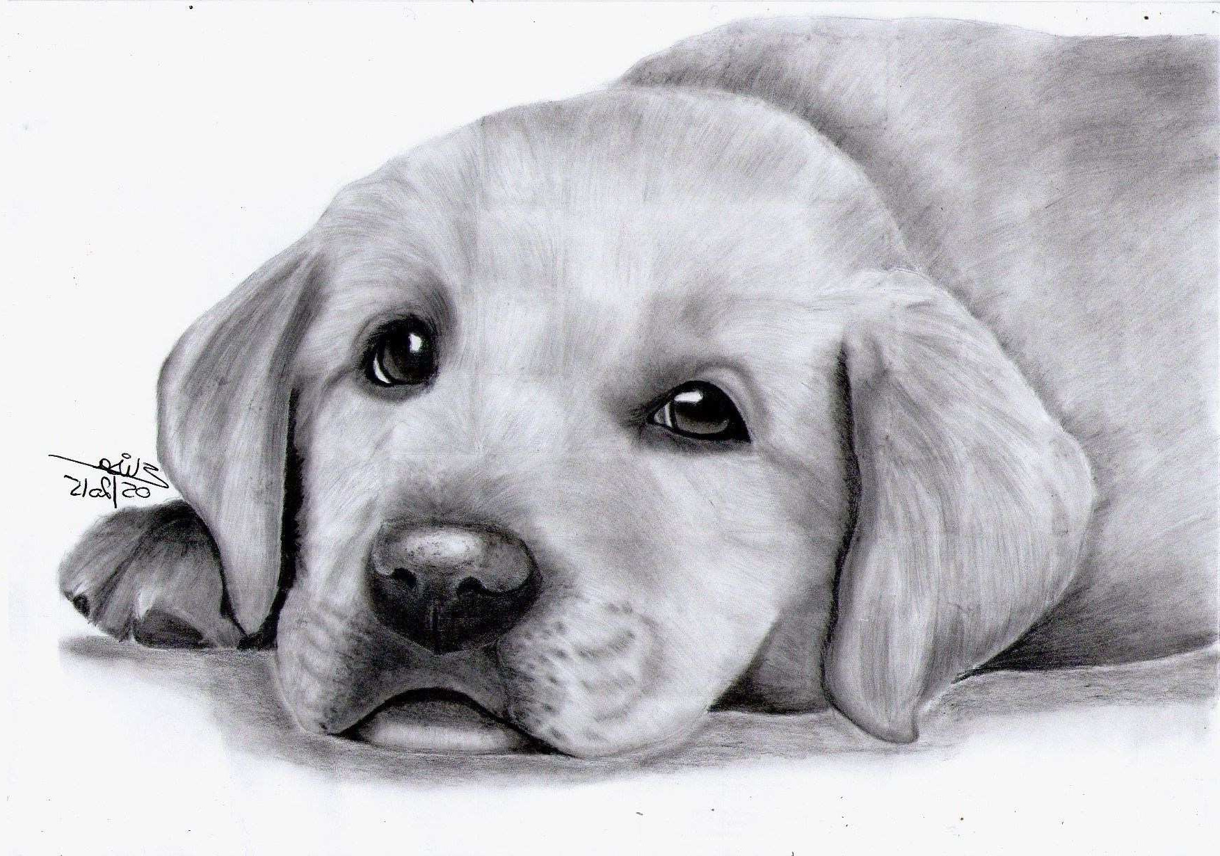 chien labrador coloriage dessin