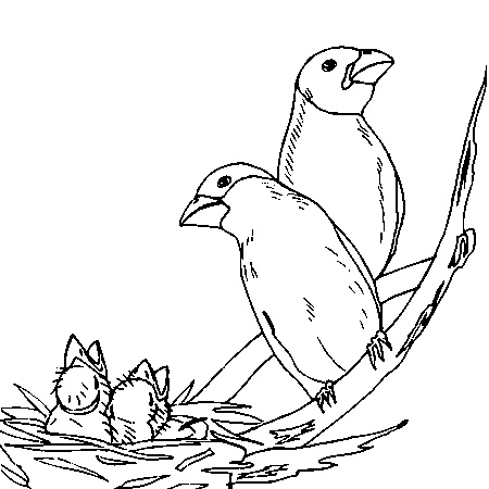 dessin mangeoire oiseaux