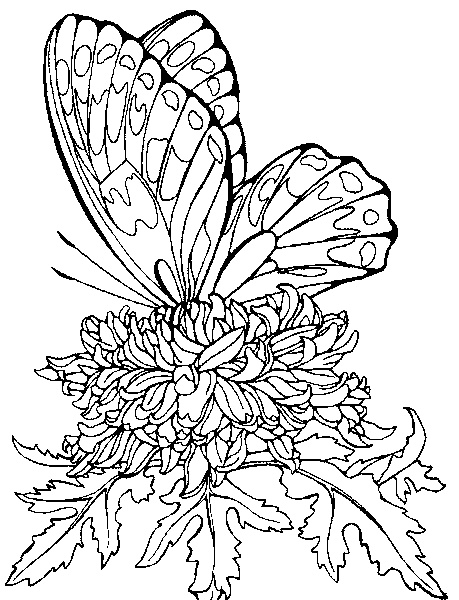 imprimer coloriage papillons a colorier
