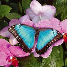 coloriages de papillons