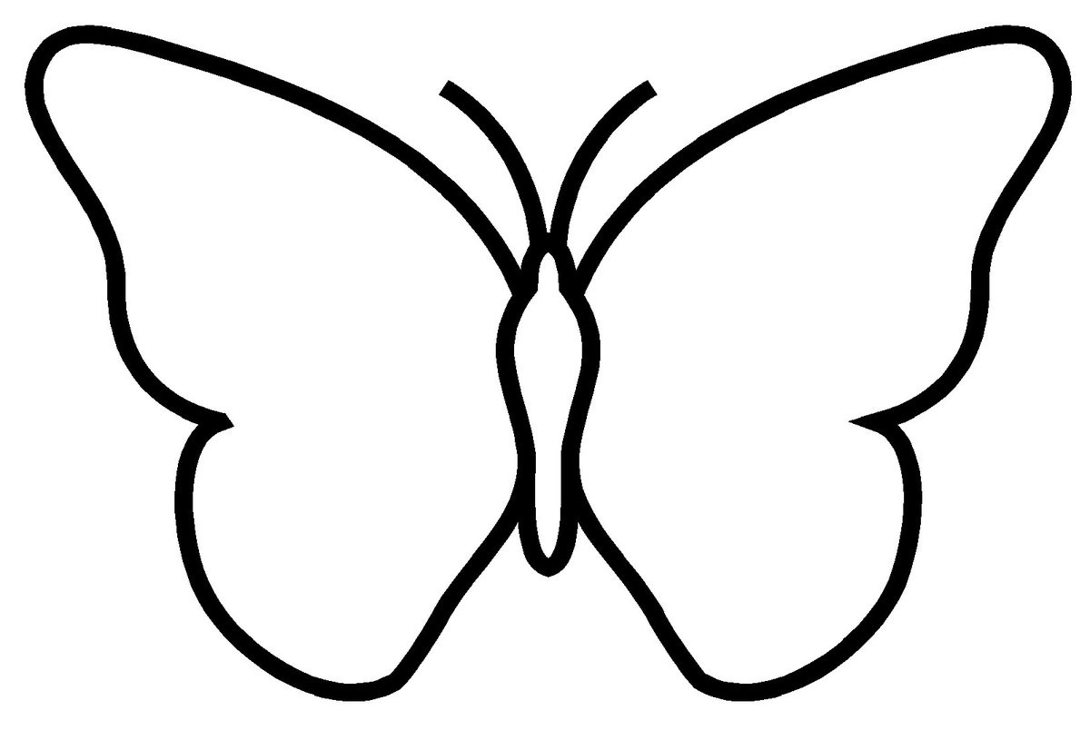 photo modele papillon