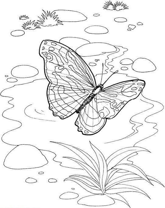 coloriage jardin papillon