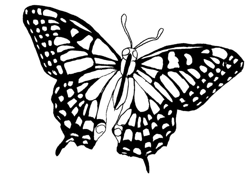 dessin tribal papillion