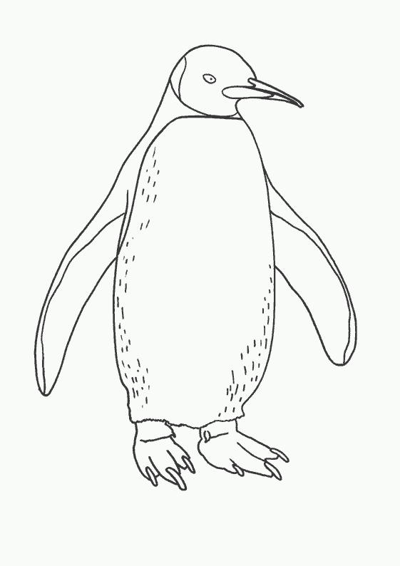 dessin pingouin gratuit imprimer